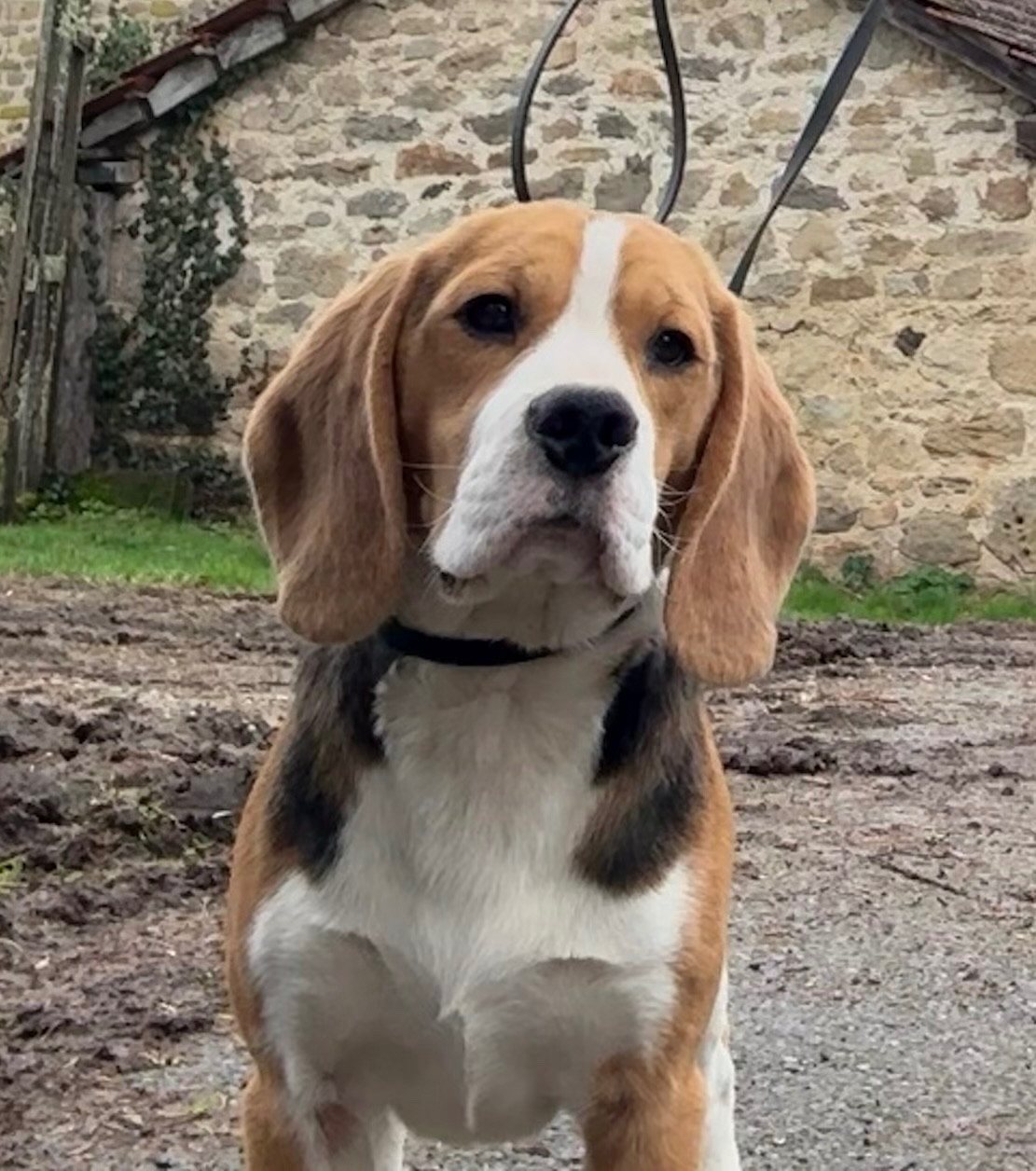 Anis Des Veneurs Du Mazaureix