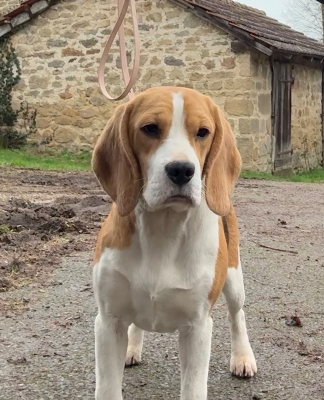 Automne Des Veneurs Du Mazaureix