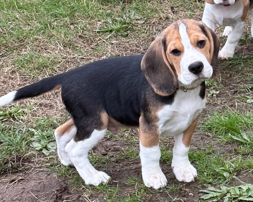 Anis Des Veneurs Du Mazaureix