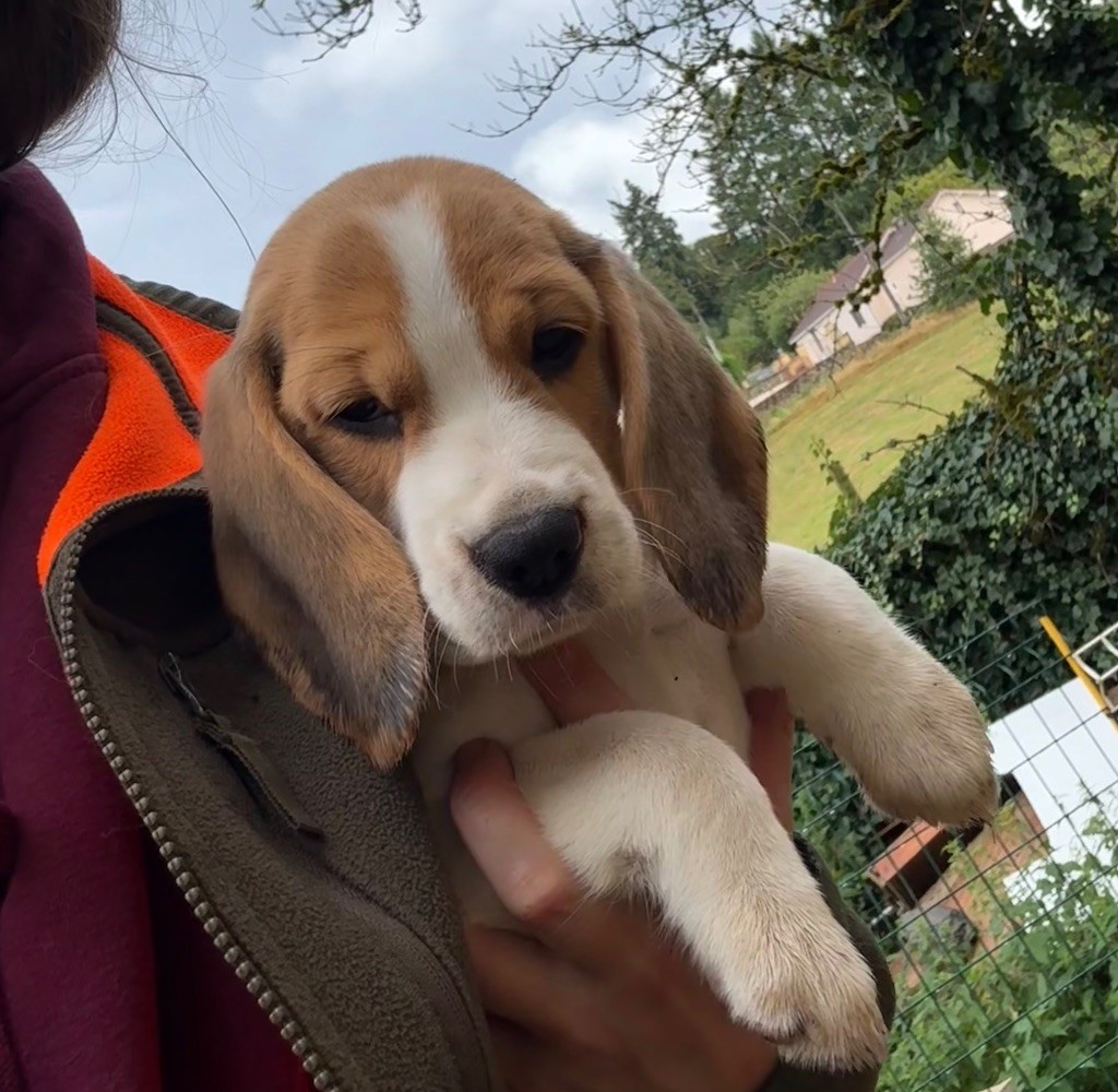 Automne Des Veneurs Du Mazaureix