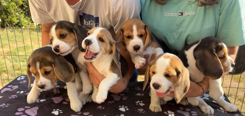6 Semaines des beaglous 