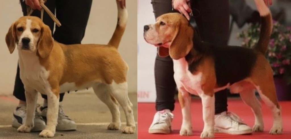 Chiots 2025
