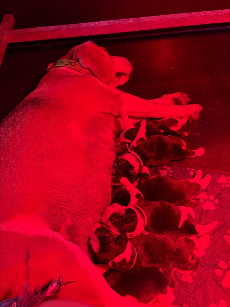 Les beaglous sont nés :D