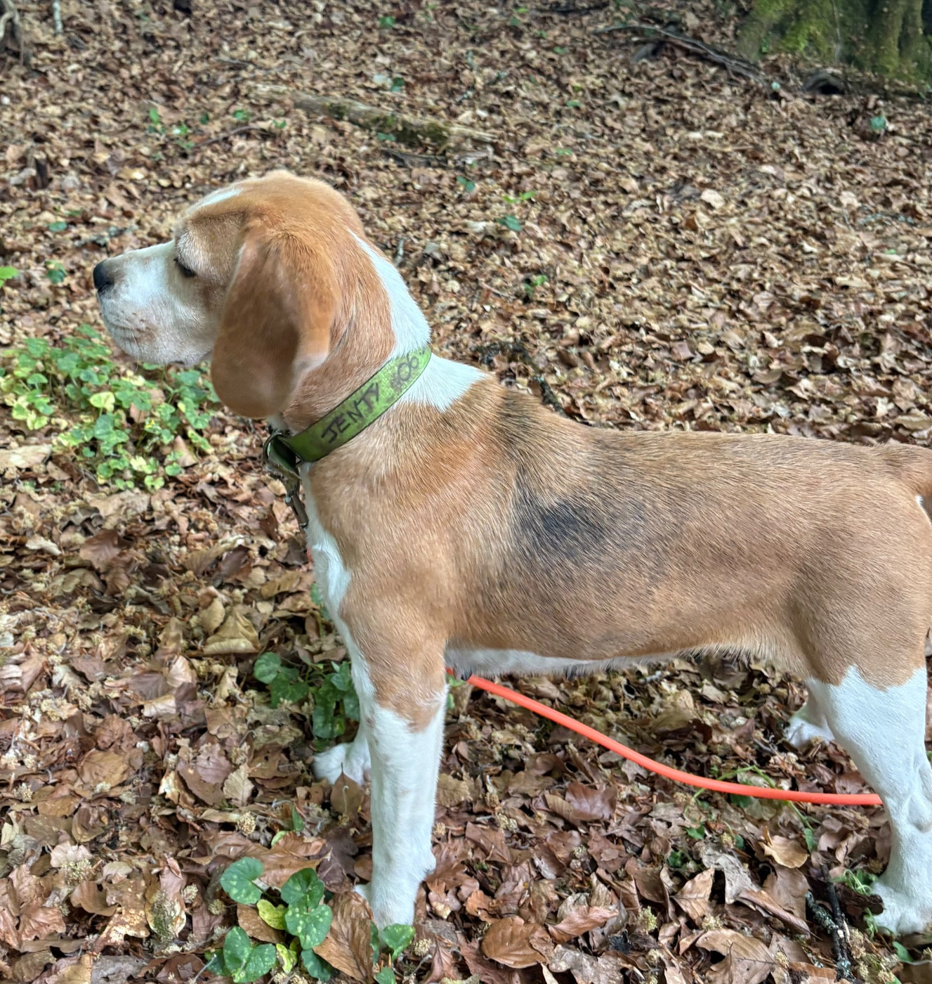 Simba