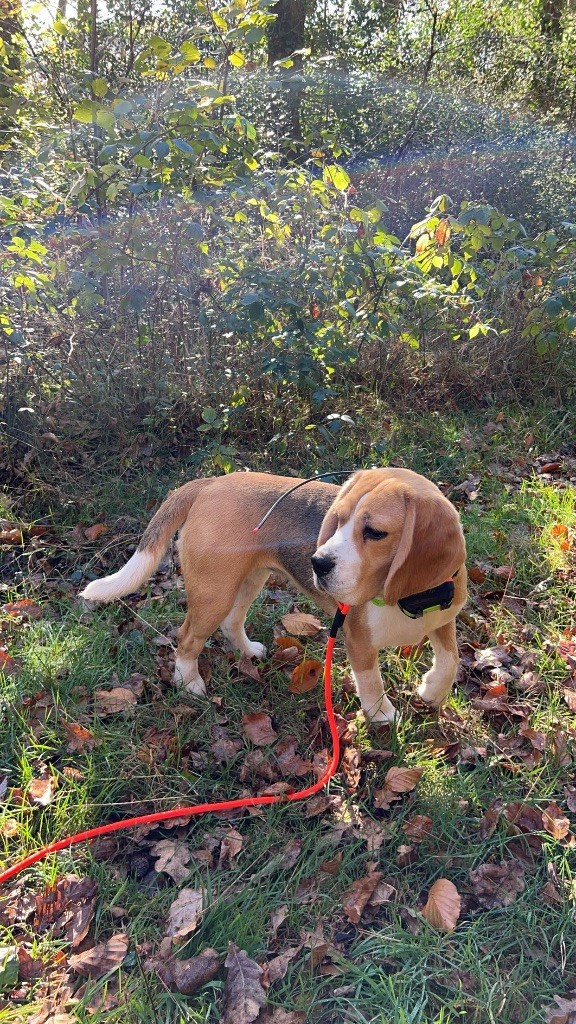 Chasse