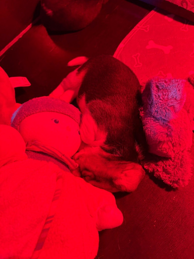2025 Chiots de Simba