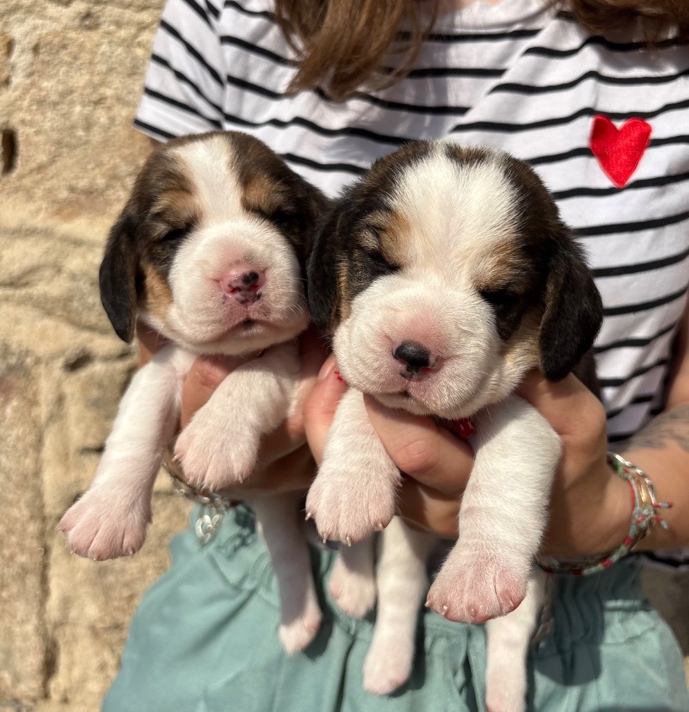 2025 Chiots de Simba