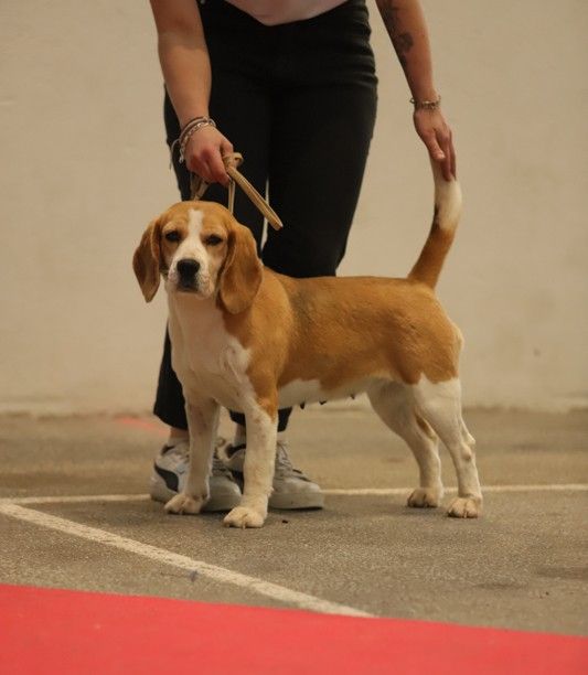 Concours Simba