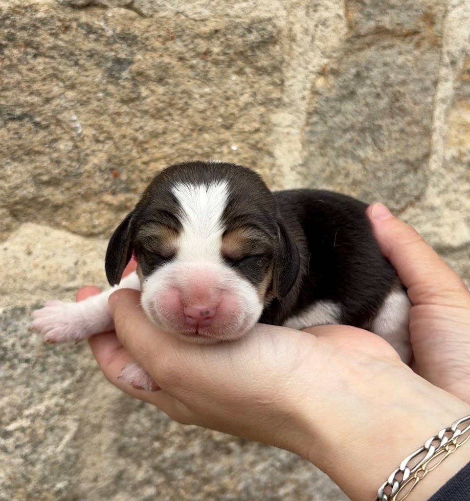 Des Veneurs Du Mazaureix - Chiots disponibles - Beagle