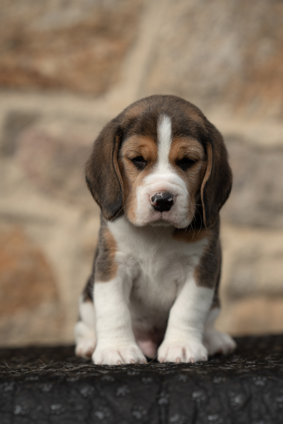 Des Veneurs Du Mazaureix - Chiots disponibles - Beagle