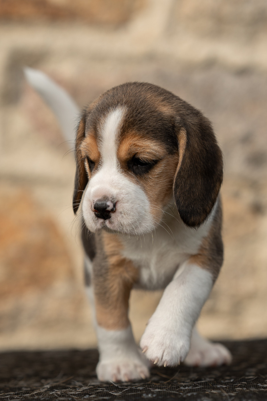 Des Veneurs Du Mazaureix - Chiots disponibles - Beagle