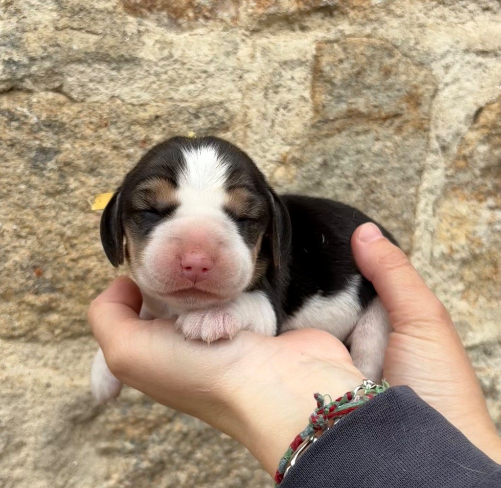 Des Veneurs Du Mazaureix - Chiots disponibles - Beagle
