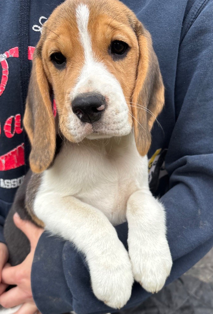 Des Veneurs Du Mazaureix - Chiots disponibles - Beagle
