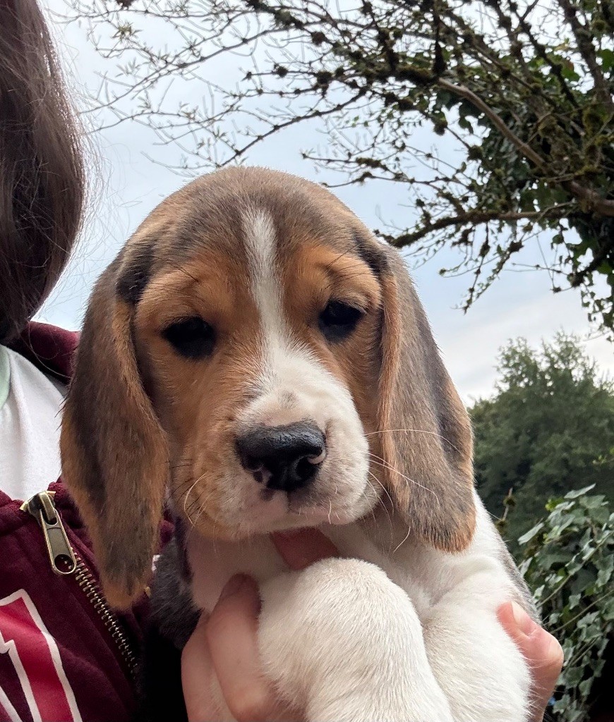 Des Veneurs Du Mazaureix - Chiots disponibles - Beagle