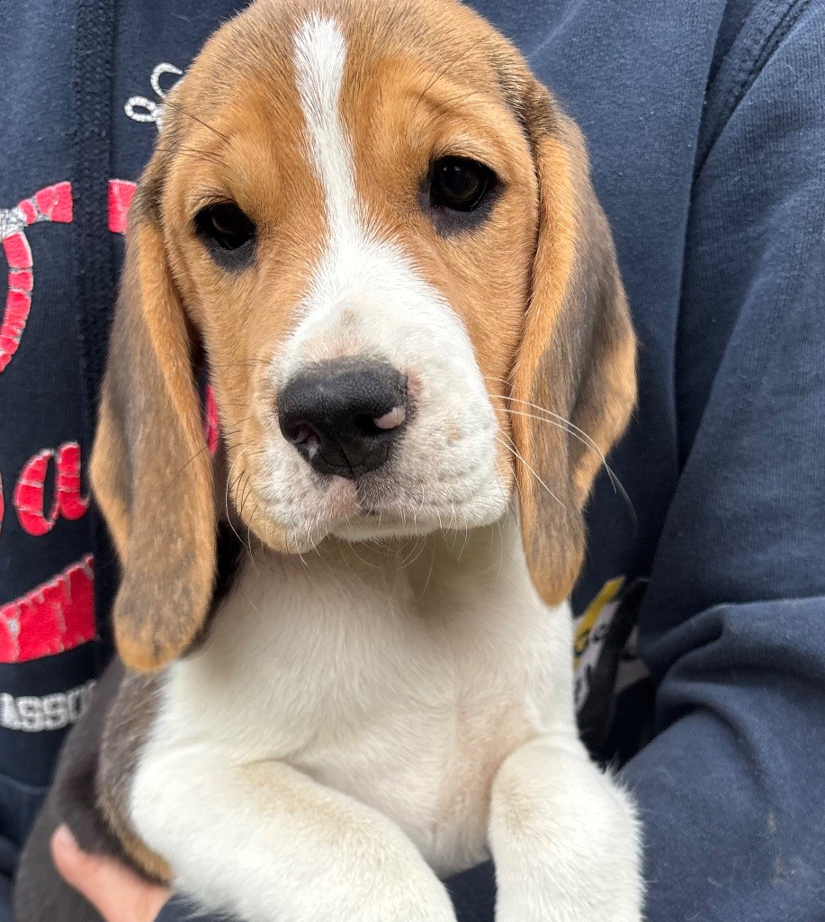 Des Veneurs Du Mazaureix - Chiots disponibles - Beagle