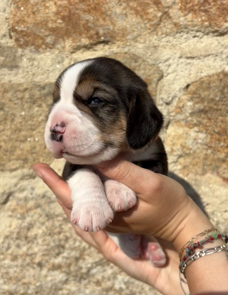 Des Veneurs Du Mazaureix - Chiots disponibles - Beagle