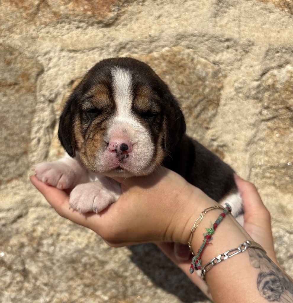 Des Veneurs Du Mazaureix - Chiots disponibles - Beagle