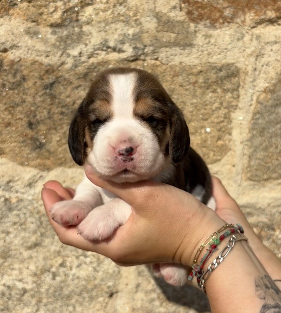 Des Veneurs Du Mazaureix - Chiots disponibles - Beagle