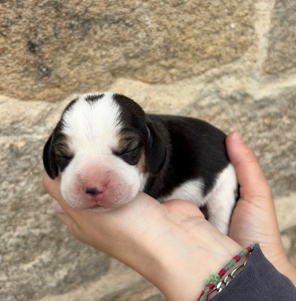 Des Veneurs Du Mazaureix - Chiots disponibles - Beagle
