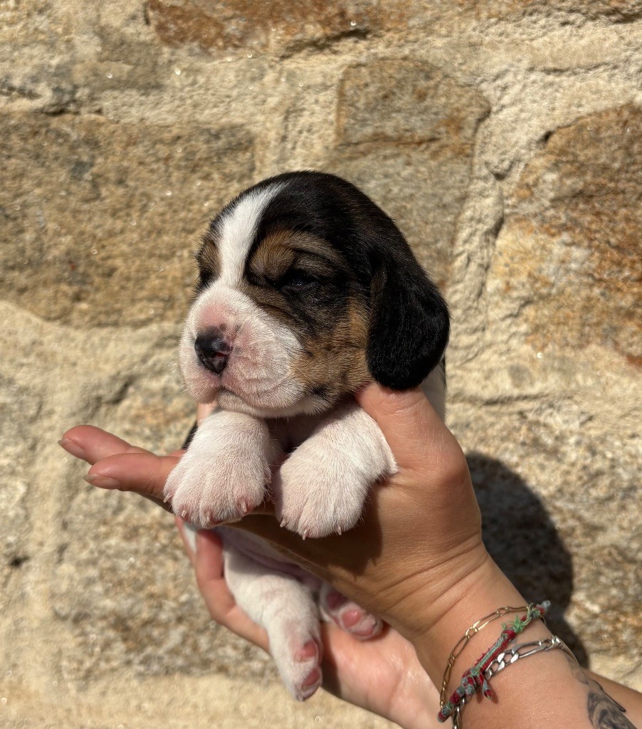 Des Veneurs Du Mazaureix - Chiots disponibles - Beagle