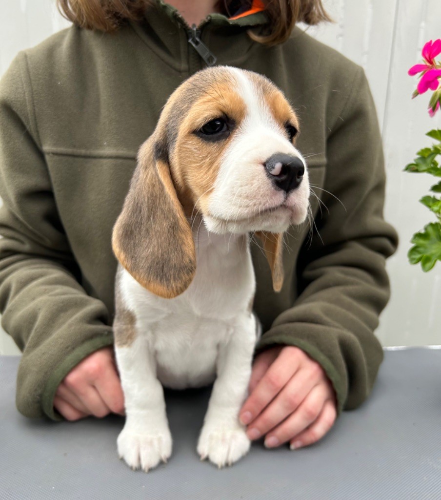Des Veneurs Du Mazaureix - Beagle - Portée née le 06/04/2024