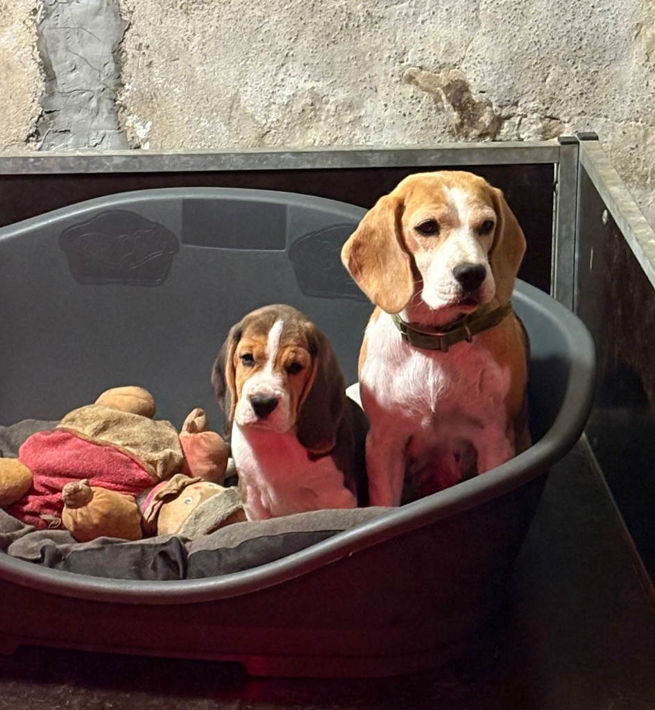 Des Veneurs Du Mazaureix - Chiots disponibles - Beagle