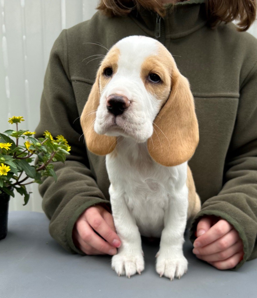 Des Veneurs Du Mazaureix - Beagle - Portée née le 06/04/2024