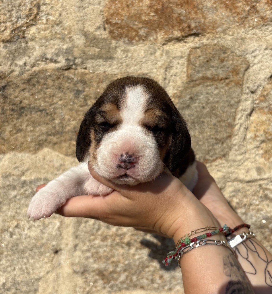 Des Veneurs Du Mazaureix - Chiots disponibles - Beagle