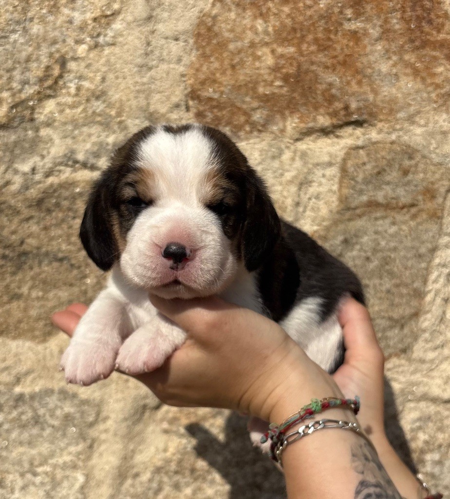 Des Veneurs Du Mazaureix - Chiots disponibles - Beagle