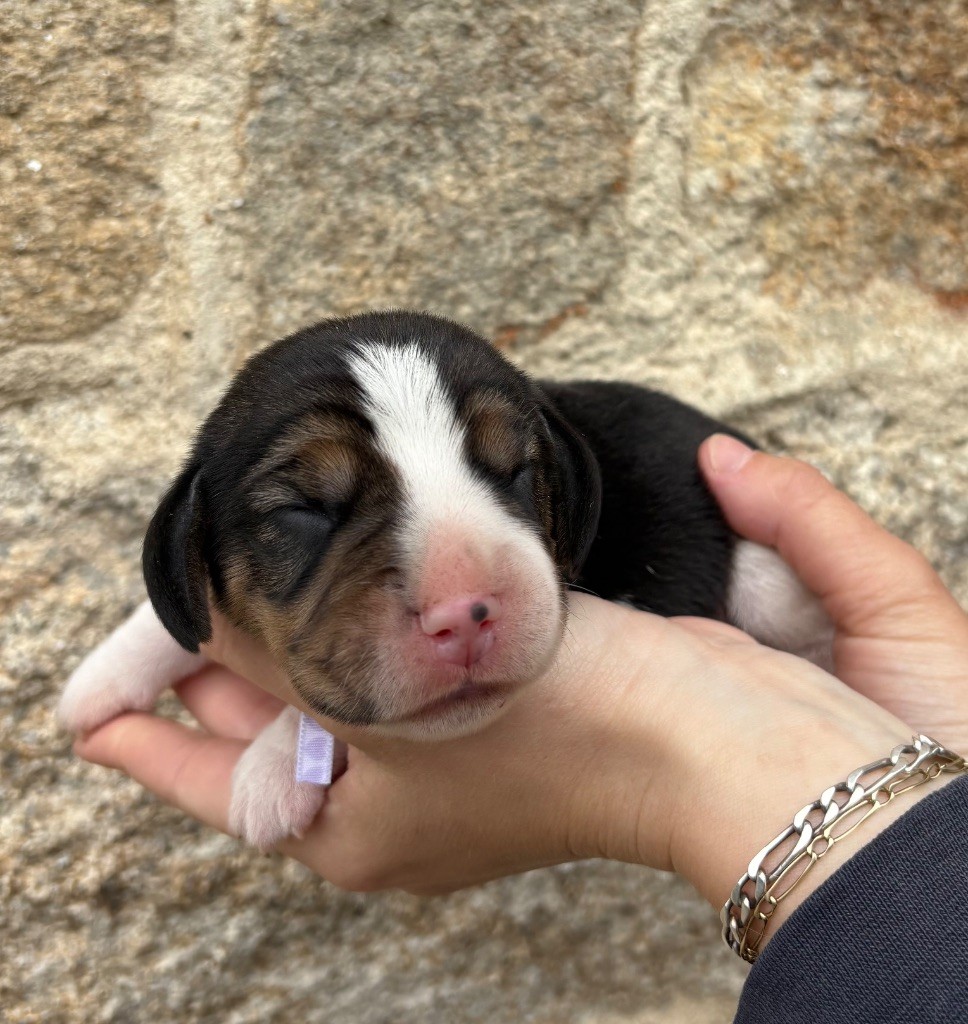 Des Veneurs Du Mazaureix - Chiots disponibles - Beagle