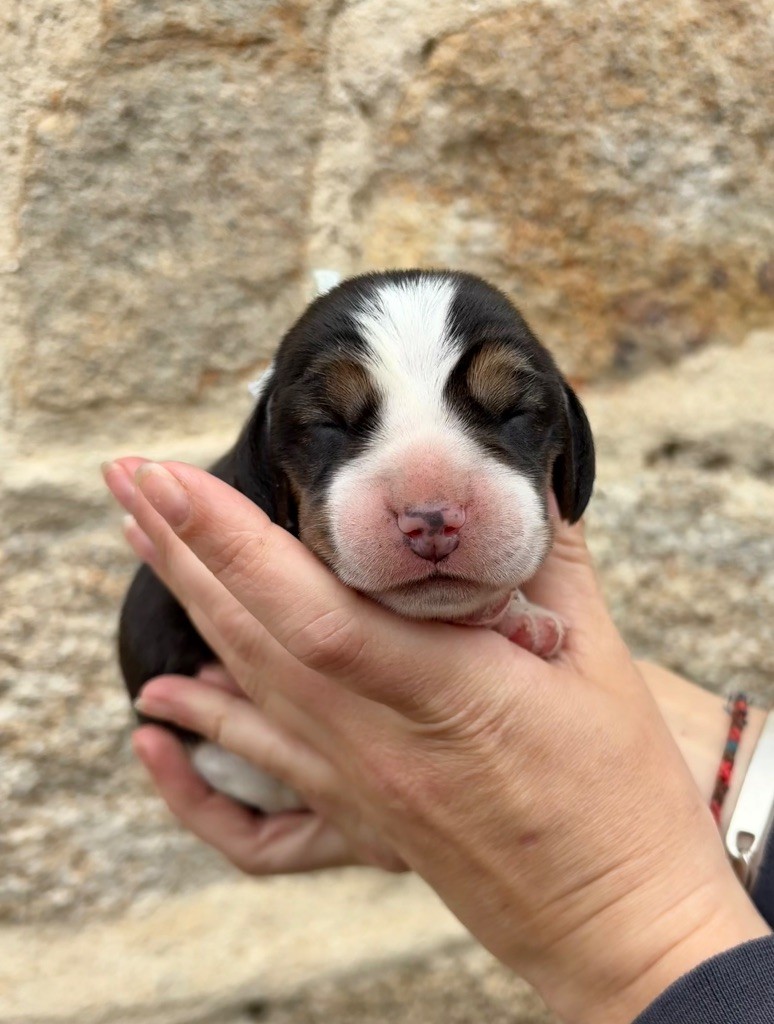 Des Veneurs Du Mazaureix - Chiots disponibles - Beagle