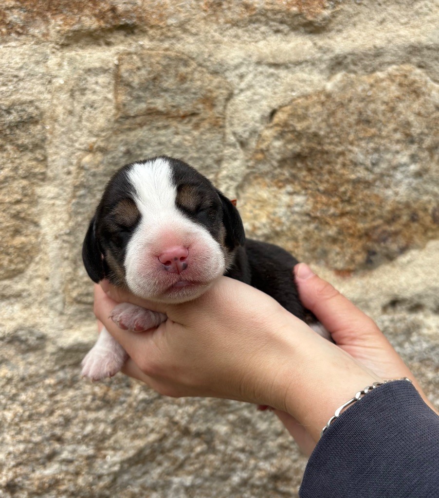 Des Veneurs Du Mazaureix - Chiots disponibles - Beagle